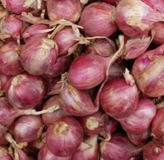 모충 샬롯 험뎅 미니양파, 1kg